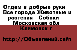 Отдам в добрые руки  - Все города Животные и растения » Собаки   . Московская обл.,Климовск г.